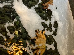-蟹料理 北海道かに将軍(札幌本店)