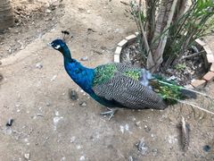 -呀路古热带植物园