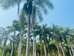 -中国科学院西双版纳热带植物园