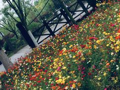 -上海鲜花港