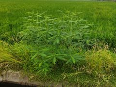 -嘉北郊野公园