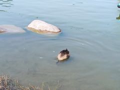 -大宁郁金香公园-停车场