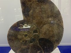 -贝壳王国博物馆