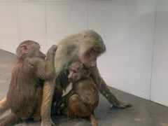 -西安秦岭野生动物园