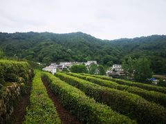 -龙井村