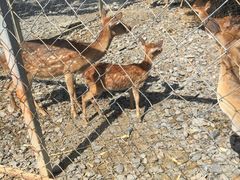 -鹿境梅花鹿生态园区