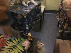 -猫色咖啡·猫咖