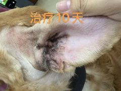-美联众合动物医院·伴可分院·内科中心医院