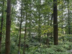 -东平国家森林公园