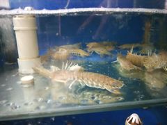 水产区-雅逸居海鲜小厨