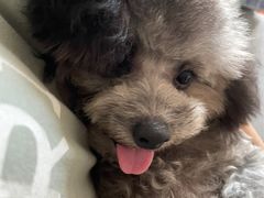 -多卡布奇宠物生活馆(上林世家店)