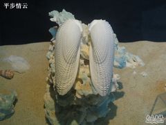 -亚龙湾中心广场·贝壳馆