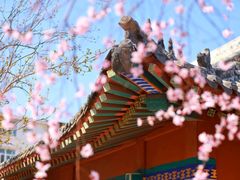 -桃花堤公园