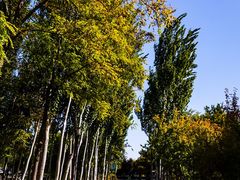 -大兴滨河森林公园