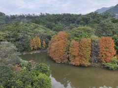 -深圳仙湖植物园