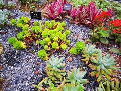 -中国科学院西双版纳热带植物园