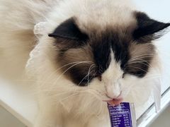 -怪兽屋·羊驼·猫咖·狗咖(俊华广场店)