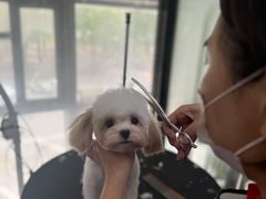 -久久宠物(河东万达店)