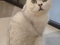 -豆逗聊愈猫阁Easy Life