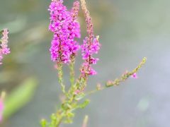 -大明宫国家遗址公园·御道广场