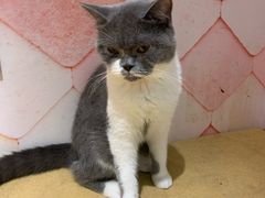 -猫冇咖·家门口的撸猫馆(大融城店)