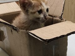-瑞鹏宠物医院·骨科·猫科·内科(第一中心)