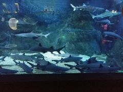 -烟台海昌鲸鲨海洋公园