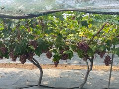 -金谷域澳洲庄园