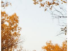 -金塔沙漠胡杨林景区