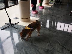 -上海崇明金茂凯悦酒店