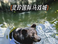 -灵玲国际马戏城