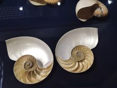 -青岛贝壳博物馆