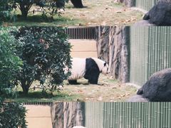 -成都动物园