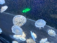 -海合安天津极地海洋公园