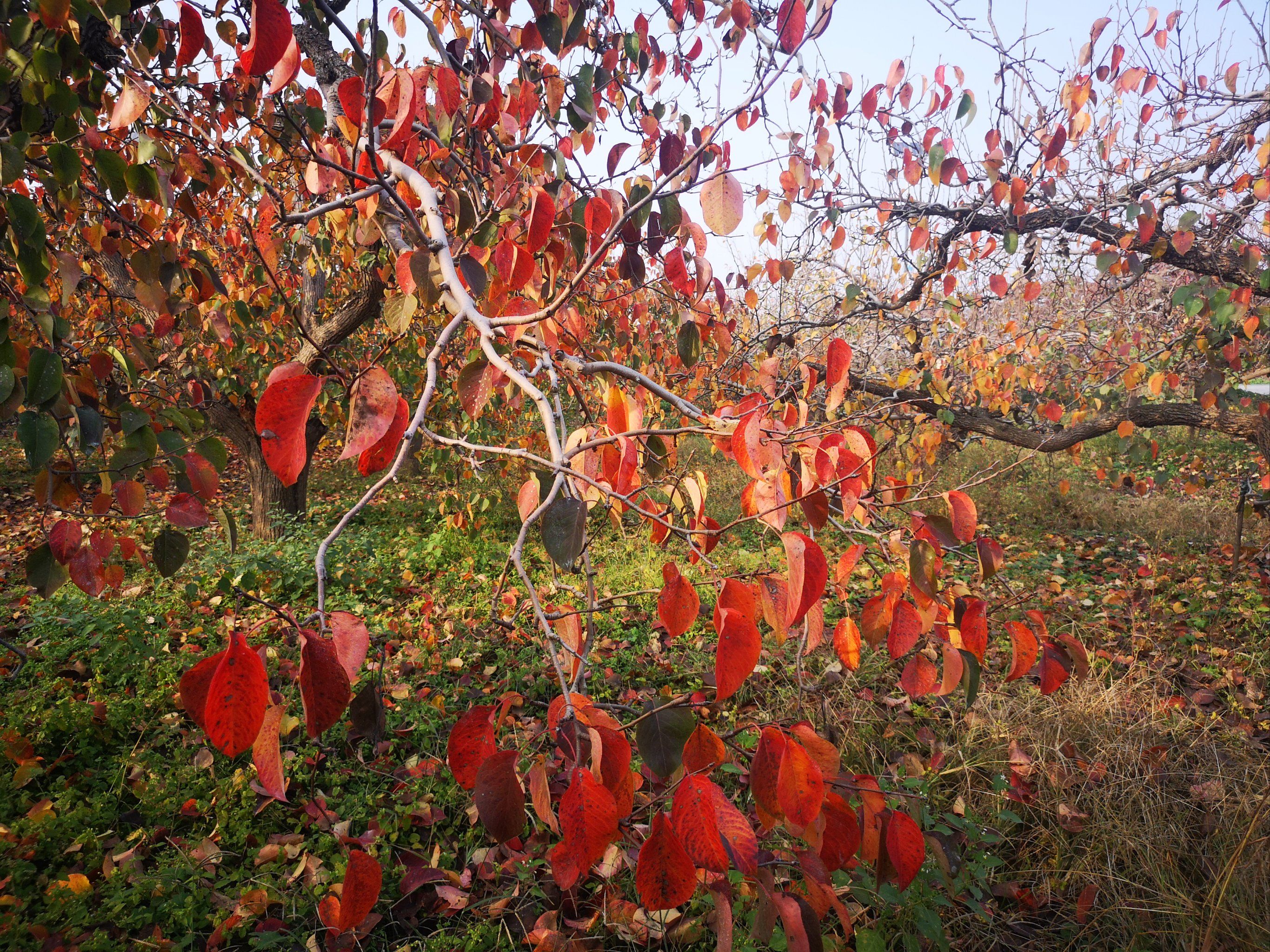 来赵县梨园赏红叶吧!
