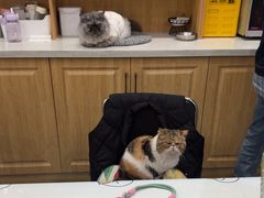 -佑安动物医院·全科·内窥镜中心(幸福巷店)