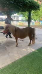 -萌宠亲子动物乐园(槐房万达店)