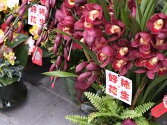 -溪岸路花鸟市场