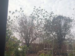 -甜阿姨·天台花园私房菜(万松园店)