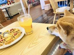 -豆柴町-柴犬主题狗咖(红鼎国际C座店)