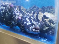 -泮金大塘(北二七路店)