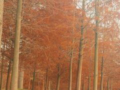 -上海海湾国家森林公园