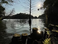 -深圳仙湖植物园