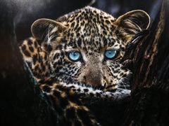 -罗红摄影艺术馆