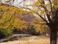 -千年银杏谷文化旅游区
