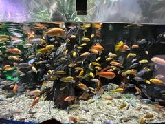 -太平洋海底世界