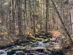 -汤旺河林海奇石景区
