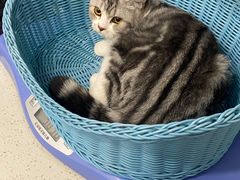 -纳吉亚猫专科动物医院·北北分院