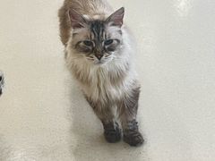 -共舞时光猫咖·狗咖(新街口店)
