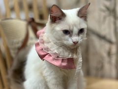 -楼上猫咖(罗湖店)